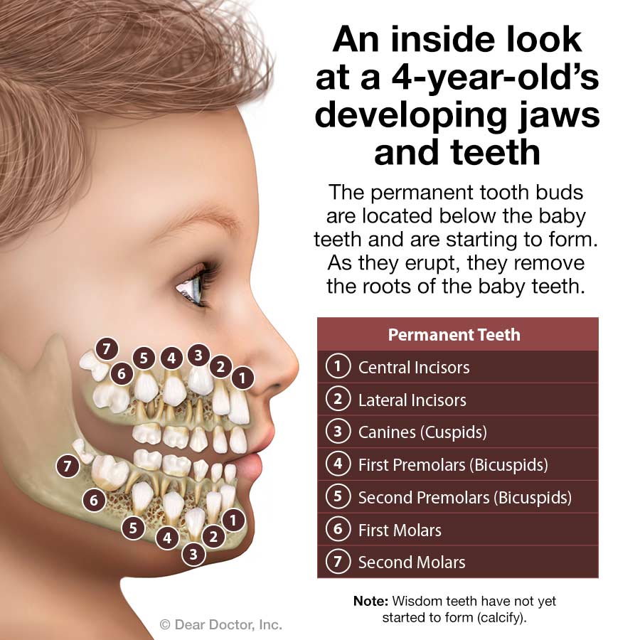 # Understanding Different Types of Teeth