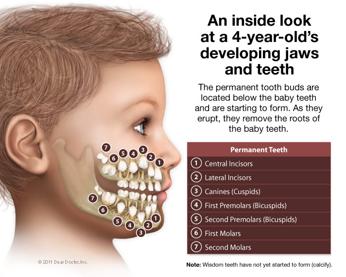 # What Are the Anatomical Differences Between Baby Teeth and Adult Teeth?