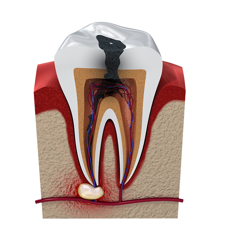 # How Do Teeth Roots Function?