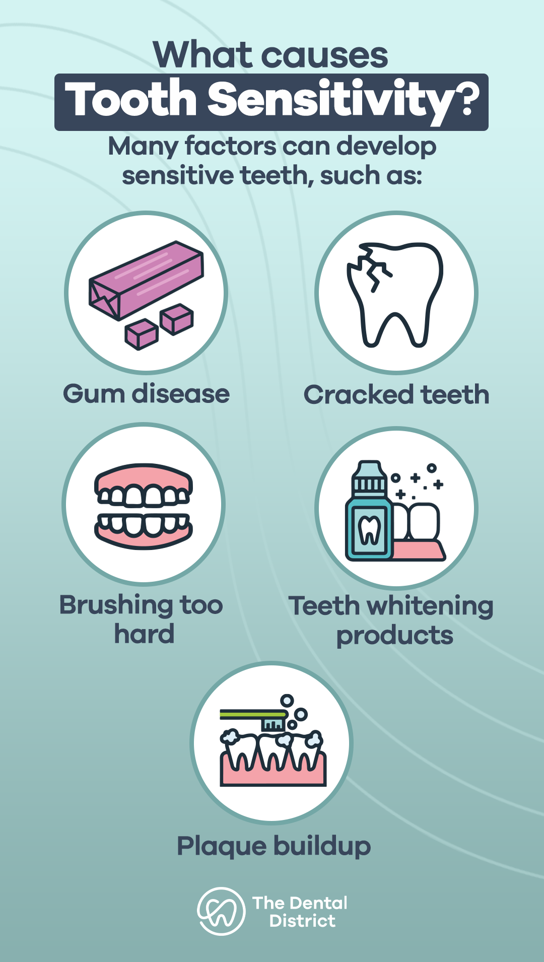 # How Do Teeth Roots Function?